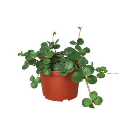 Hope Peperomia