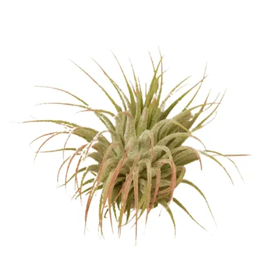 Ionantha Guatemala Air Plant