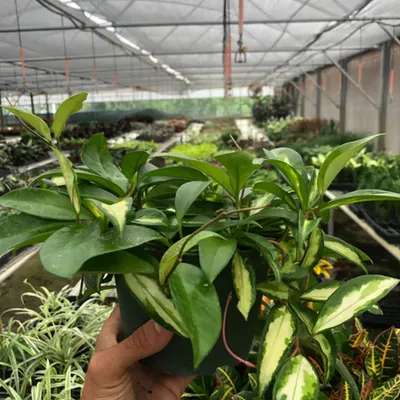 Krimson Princess Hoya