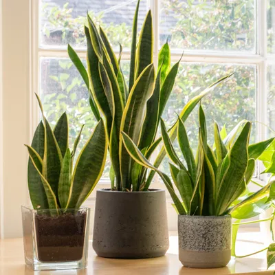 Laurentii Snake Plant