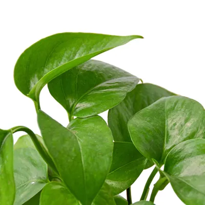 Marble Queen Pothos
