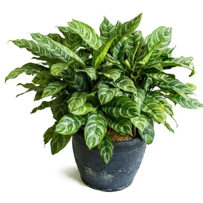 Maria Chinese Evergreen
