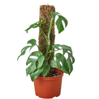 Mini Monstera