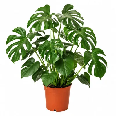 Monstera Deliciosa