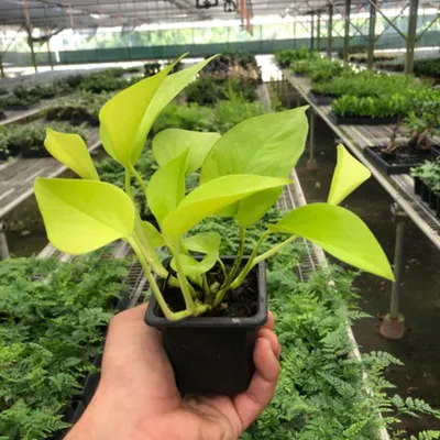 Neon Pothos