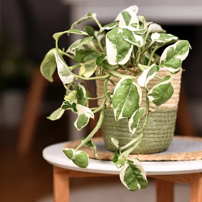 N'Joy Pothos