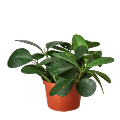 Obovata Hoya
