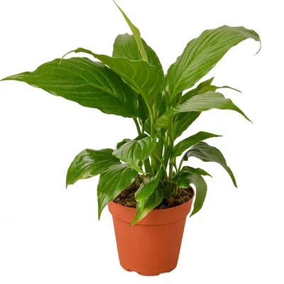 Peace Lily Spathiphyllum
