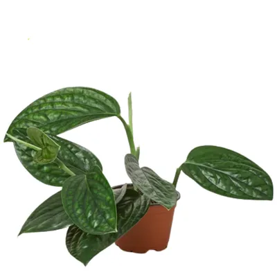 Monstera Peru
