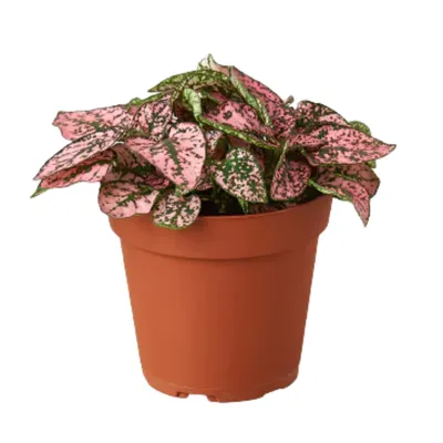 Pink Polka Dot Plant