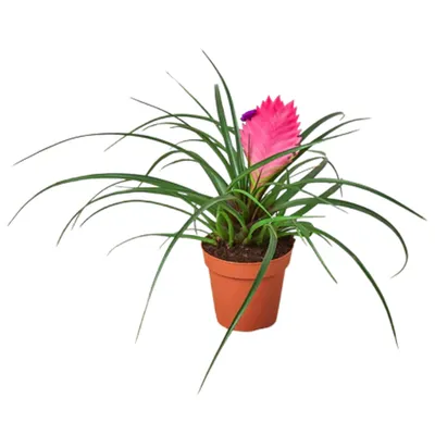 Pink Quill Bromeliad