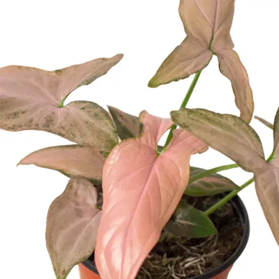 Pink Splash Arrowhead Plant
