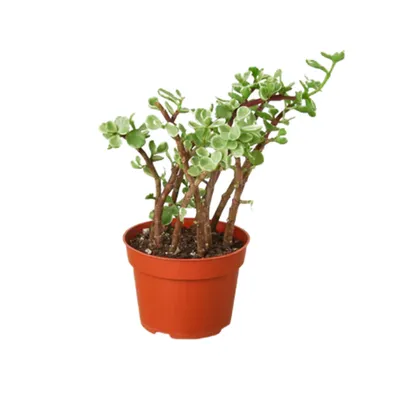 Rainbow Elephant Bush Succulent