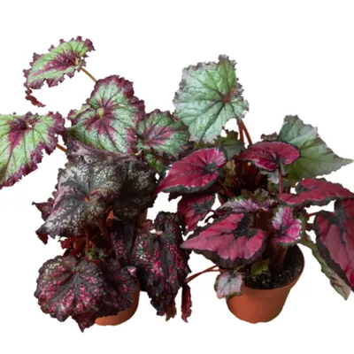Rex Begonia