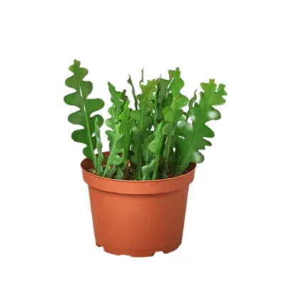 Ric Rac Cactus