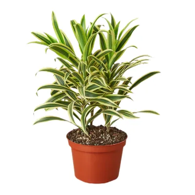 Song Of India Dracaena
