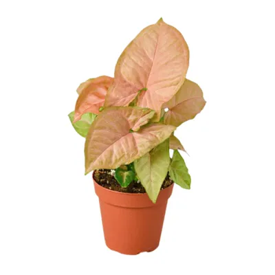 Strawberry Arrowhead Plant