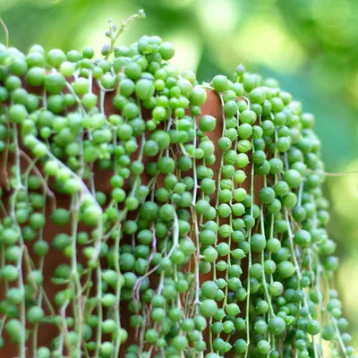 String of Pearls
