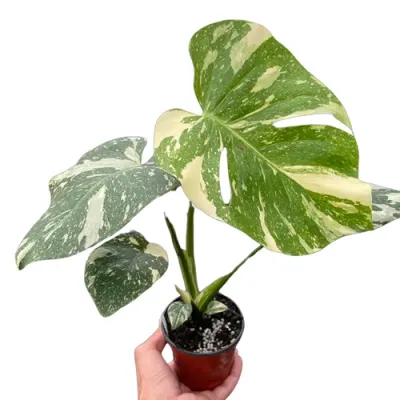 Thai Constellation Monstera