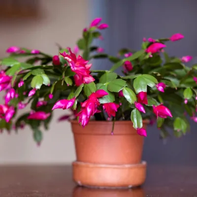 Thanksgiving Cactus
