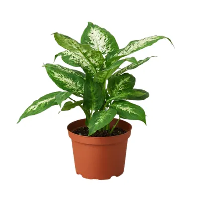 Tropic Snow Dieffenbachia