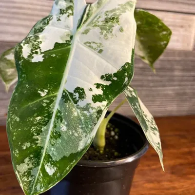 Variegated Frydek Alocasia