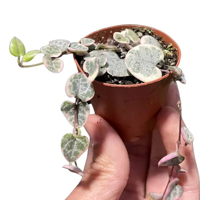Variegated String of Hearts