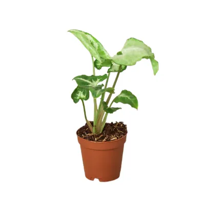 White Butterfly Arrowhead Plant