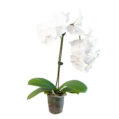 White Phalaenopsis Orchid