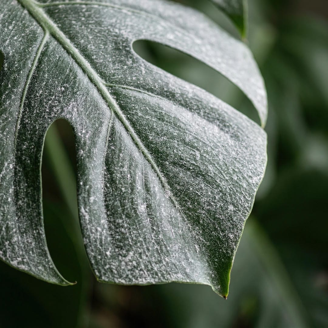 A close-up of a dark green houseplant leaf covered in a fine layer of white mineral dust residue from a humidifier.